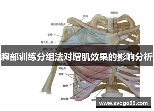 胸部训练分组法对增肌效果的影响分析